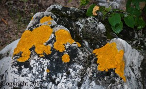 Elegant Sunburst Lichen