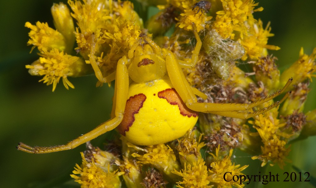 Goldenrod Crab Spider | The Michigan Nature Guy’s Blog