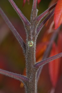 Staghorn Sumac Twig