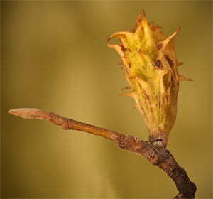 Spiny Witch-hazel Gall