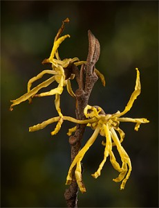 Hamamelis virginiana, Michigan