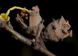 Hamamelis virginiana, seedpod, 