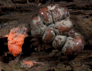 Lycogala epidendrum, Wolf's Milk Slime Mold 