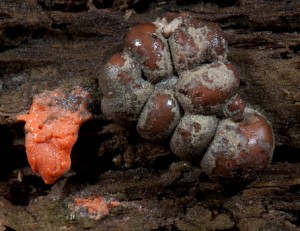 Lycogala epidendrum, Wolf's Milk Slime Mold 