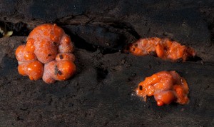 Wolf's Milk Slime Mold, (Lycogala epidendrum) 