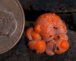 Lycogala epidendrum Wolf's Milk Slime Mold