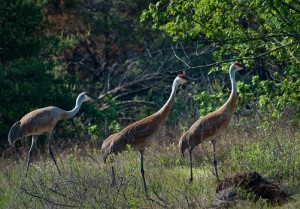 Greater Sandhill Crane, Michigan