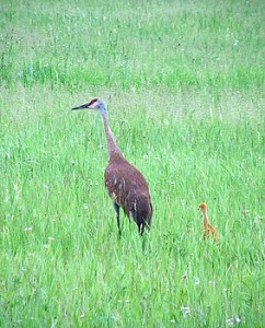 Sandhill Crane with Chick, Michigan