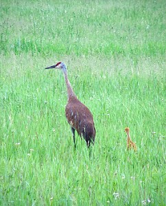 Sandhill Crane with Chick, Michigan