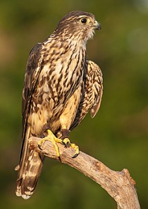 Merlin captive female (Photo by Donald Drife)