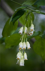 Bladdernut Staphylea trifolia flowers