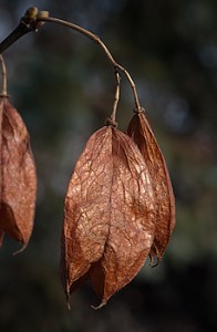 Bladdernut Staphylea trifolia pods