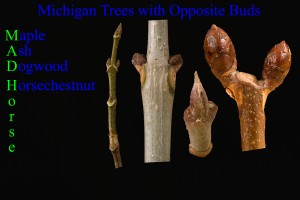 Michigan Trees with Opposite Buds