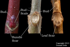 Bud, Bud Scale, Leaf Scar, and Bundle Scar