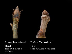 True and False Terminal Buds