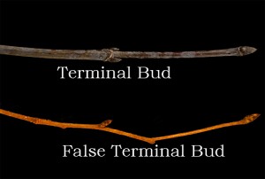 True and False Terminal Buds