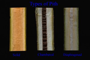 Pith Types: Solid, Chambered, and Diaphragmed