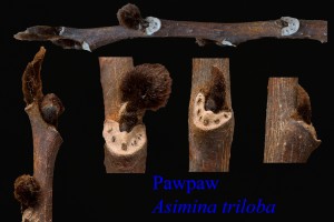 Asimina triloba Pawpaw