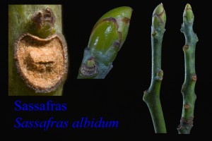 Sassafras albidum Sassafras