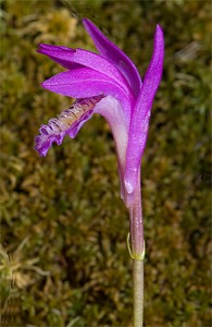 Arethusa bulbosa