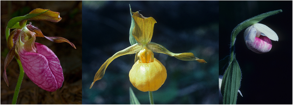 L-R Pink Lady-slipper,Yellow Lady-slipper, Showy Lady-slipper