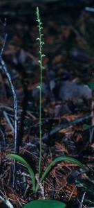 Platanthera unalascensis