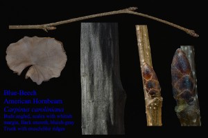 Carpinus caroliniana