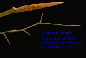 Fagus grandifolia