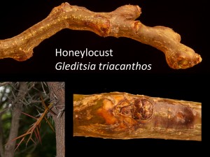 Gleditsia triacanthos