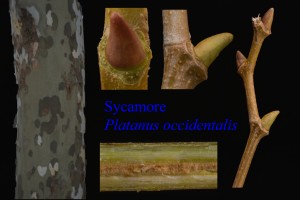 Platanus occidentialis 