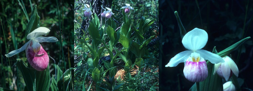 Showy Lady-slipper