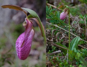 Stemless Lady-slipper