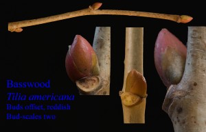 Tilia americana