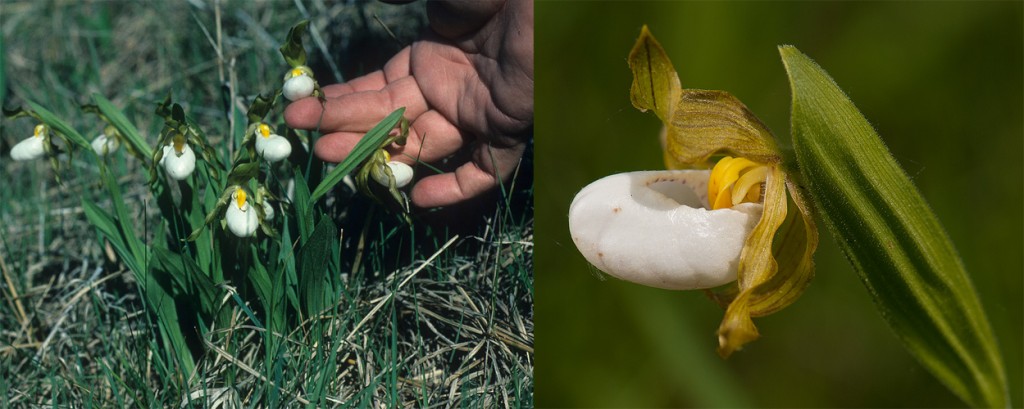 White Lady-slipper Cypripedium candidum