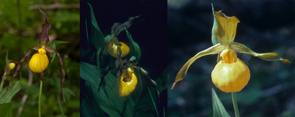 Yellow Lady-slipper