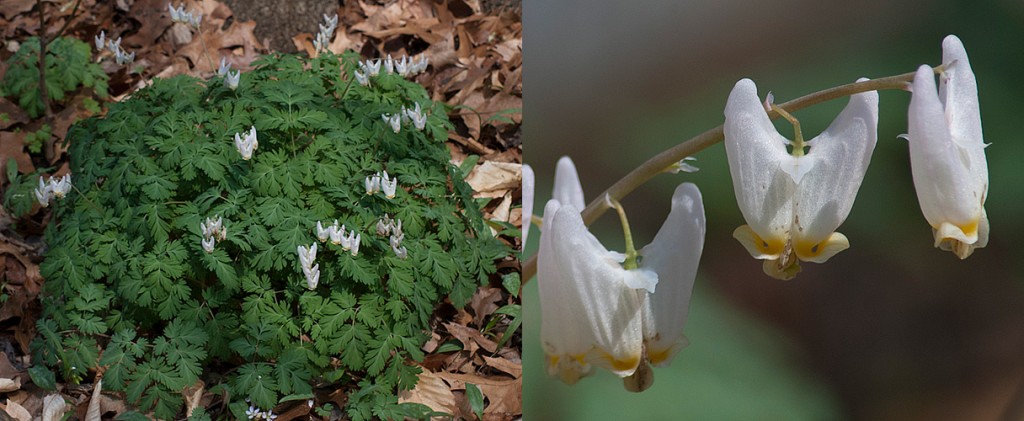 Dicentra cucullaria