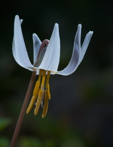 Erythronium albidum