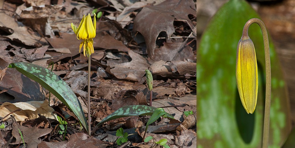 Erythronium americanum