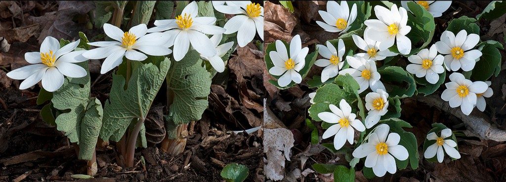 Sanguinaria canadensis