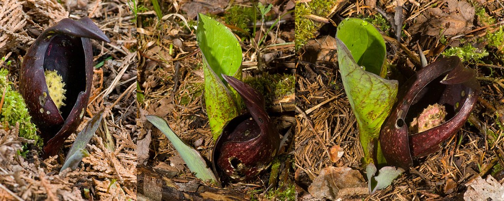 Symplocarpus foetidus