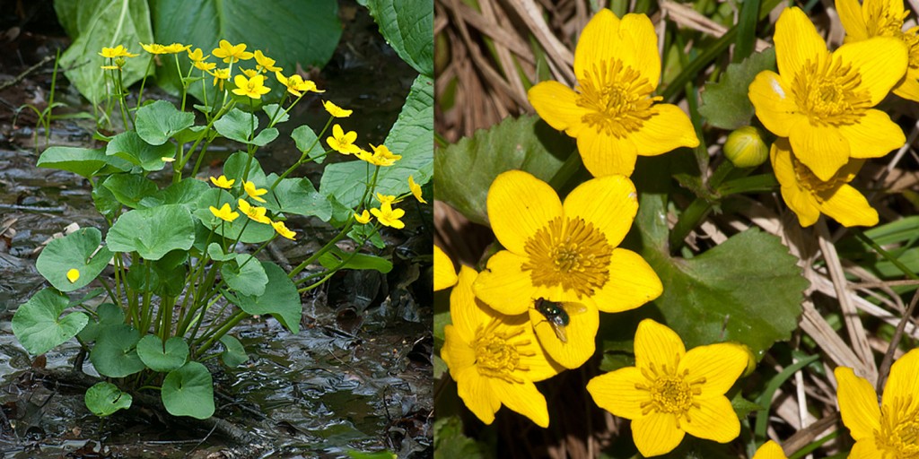 Caltha palustris