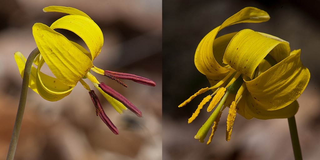 Erythronium americanum