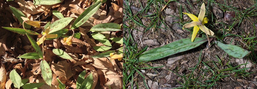 Erythronium americanum 