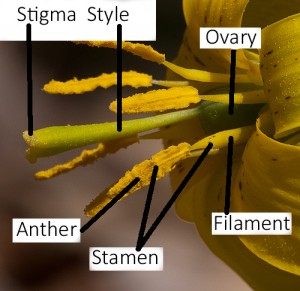 Flower Parts