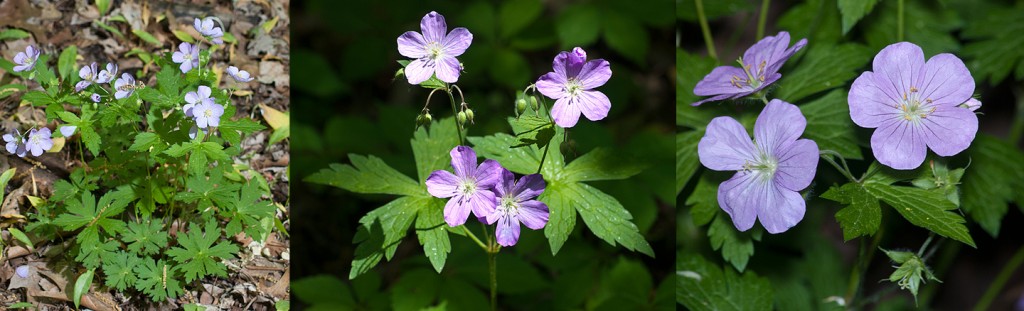 Geranium maculatum