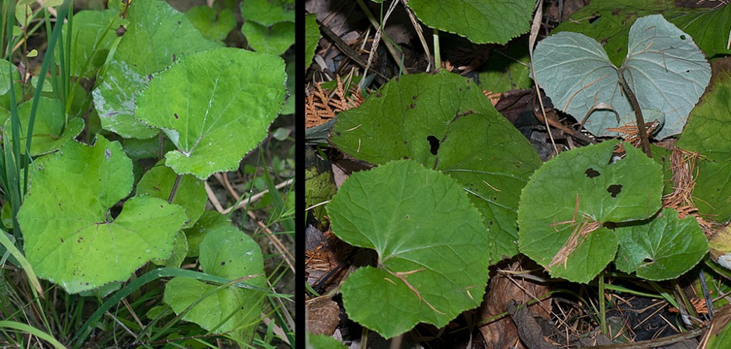 Tussilago farfara leaves