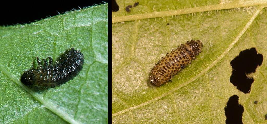 Viburnum Leaf Beetle first instar and second instar