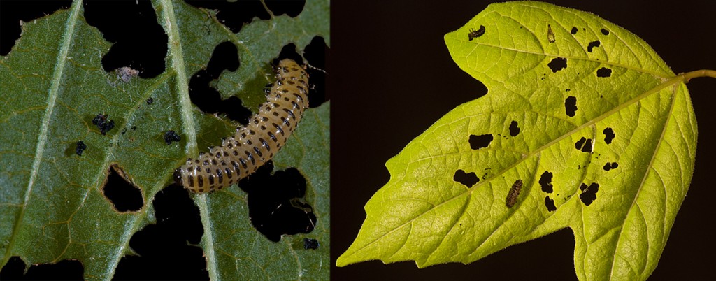 Viburnum Leaf Beetle third instar and leaf