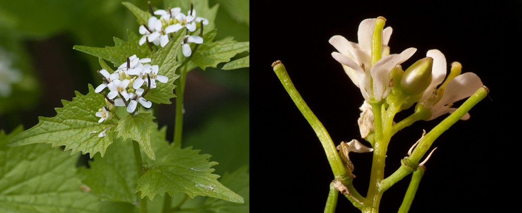 Alliaria petiolata  Garlic Mustard Flowers