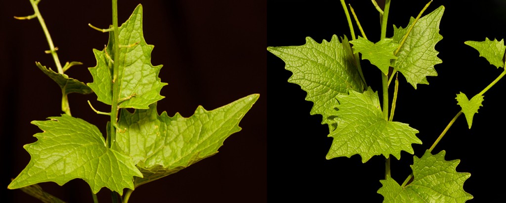 Alliaria petiolata Garlic Mustard Leaves